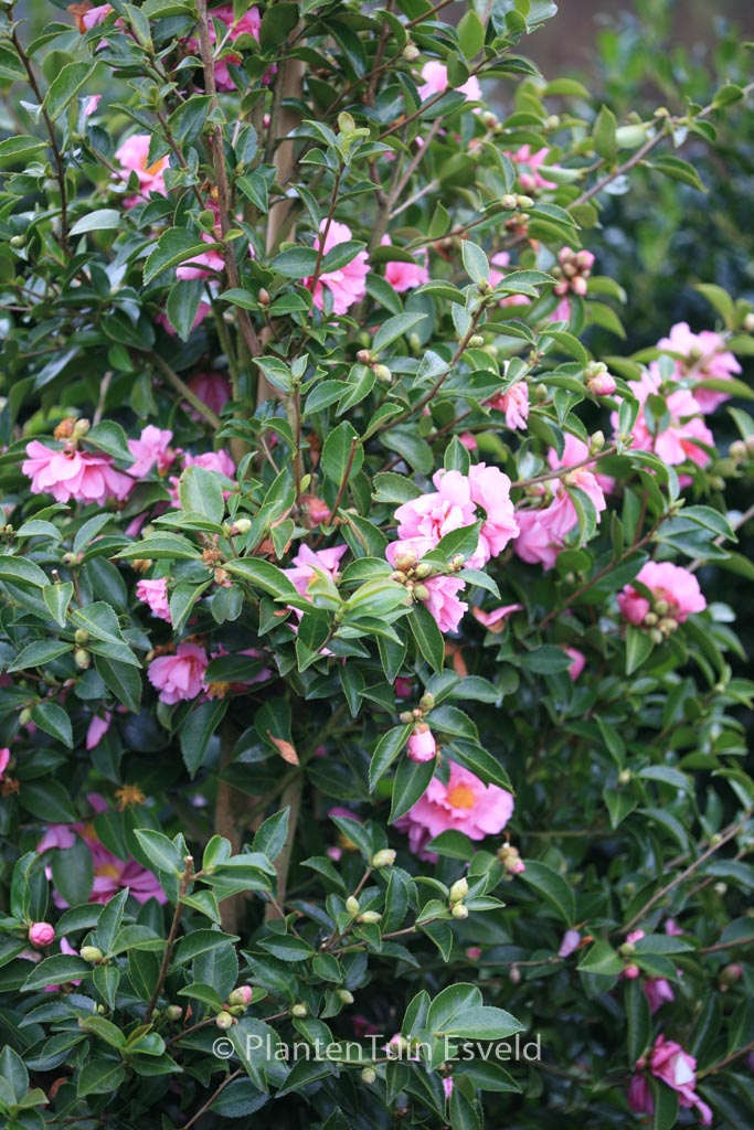 Camellia 'Winter's Joy' - Image 4