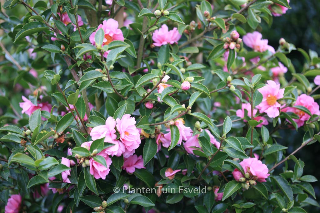 Camellia 'Winter's Joy' - Image 5