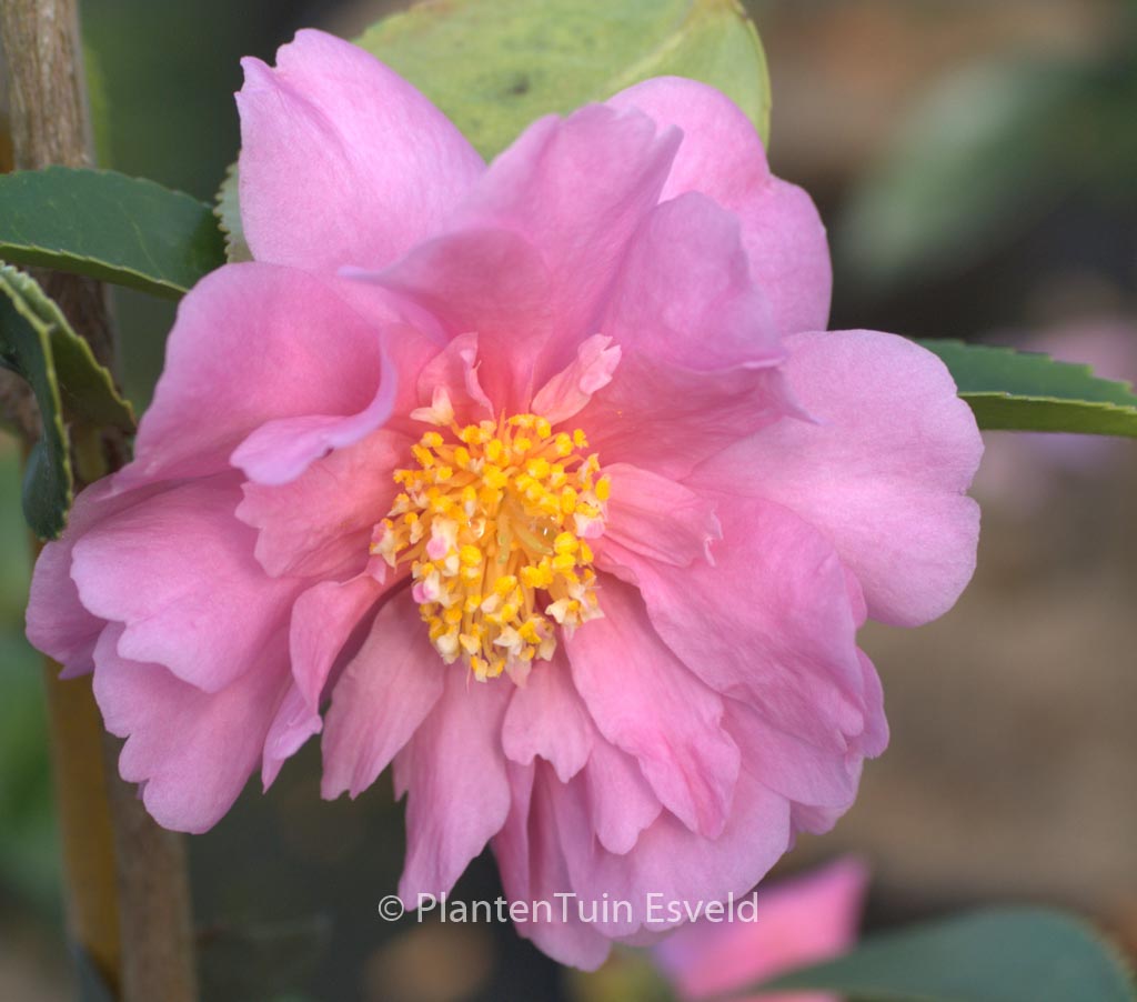 Camellia 'Winter's Joy' - Image 6