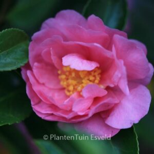Camellia 'Winter's Joy'