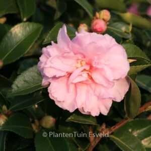 Camellia 'Winter's Peony'