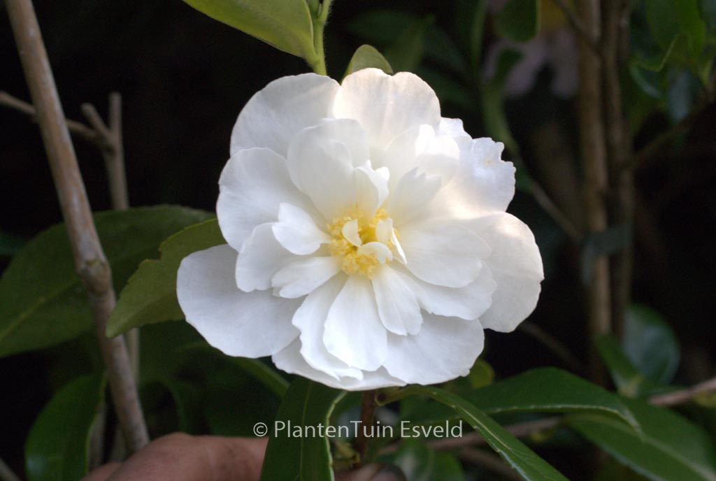 Camellia 'Winter's Waterlily'