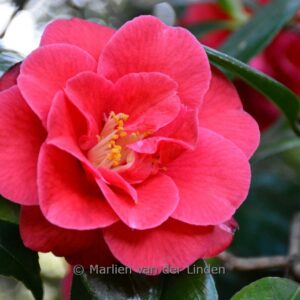 Camellia japonica 'Adolphe Audusson'