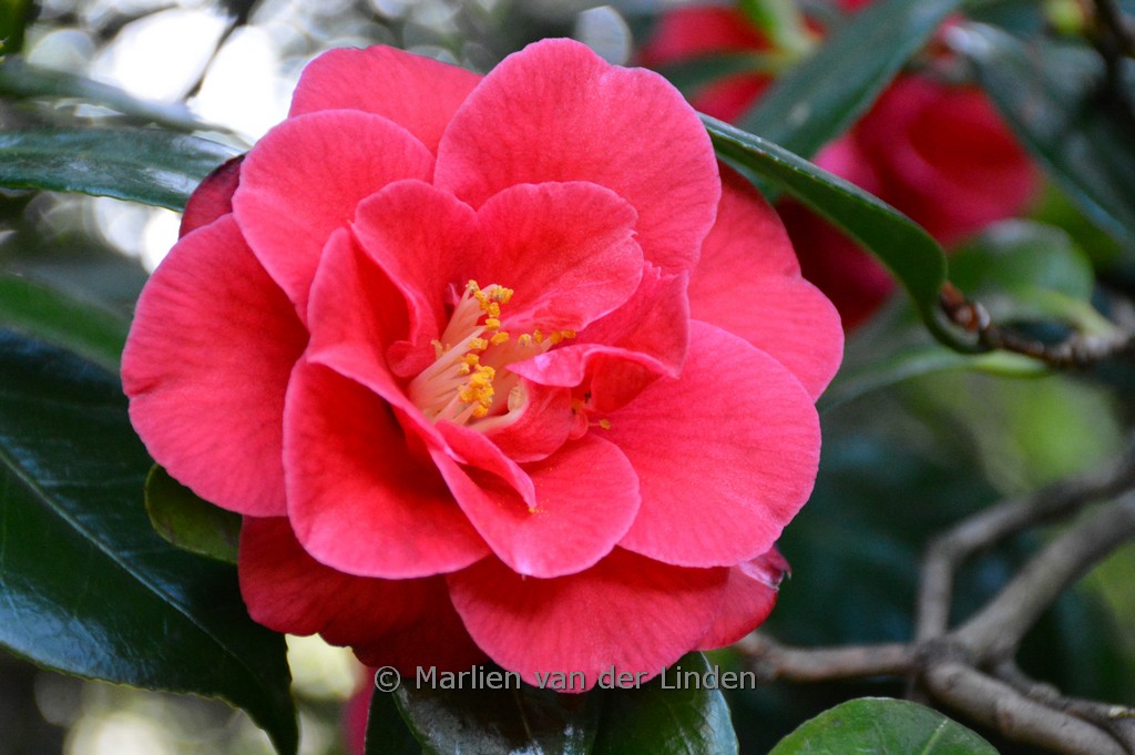 Camellia japonica 'Adolphe Audusson'