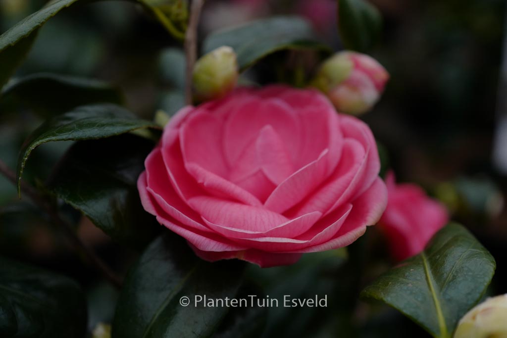 Camellia japonica 'Betty Sette' - Image 2