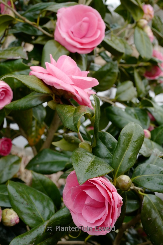 Camellia japonica 'Betty Sette' - Image 3