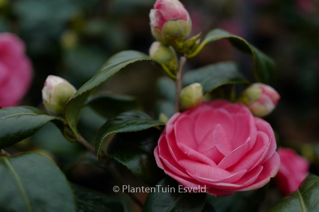 Camellia japonica 'Betty Sette'