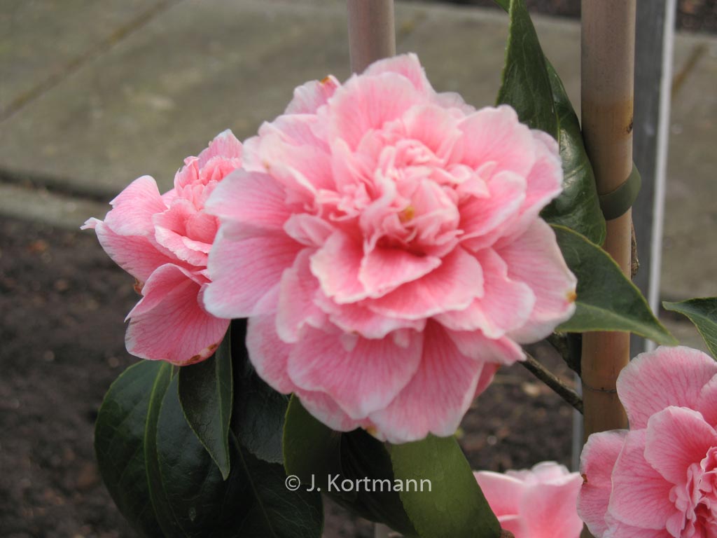 Camellia japonica 'Dorothy James'