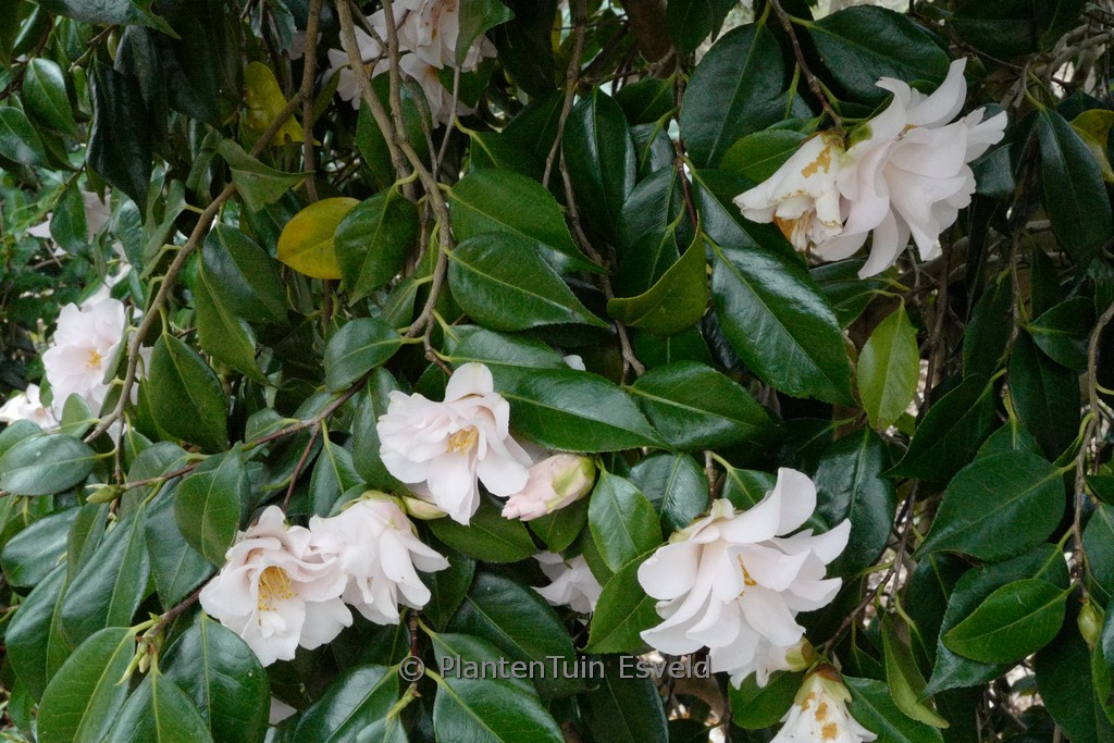 Camellia japonica 'Hagoromo' - Image 2