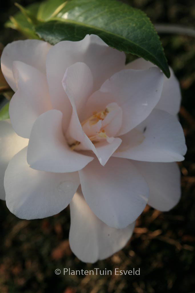 Camellia japonica 'Hagoromo' - Image 3