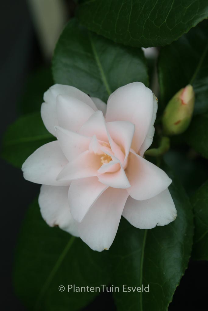 Camellia japonica 'Hagoromo' - Image 4
