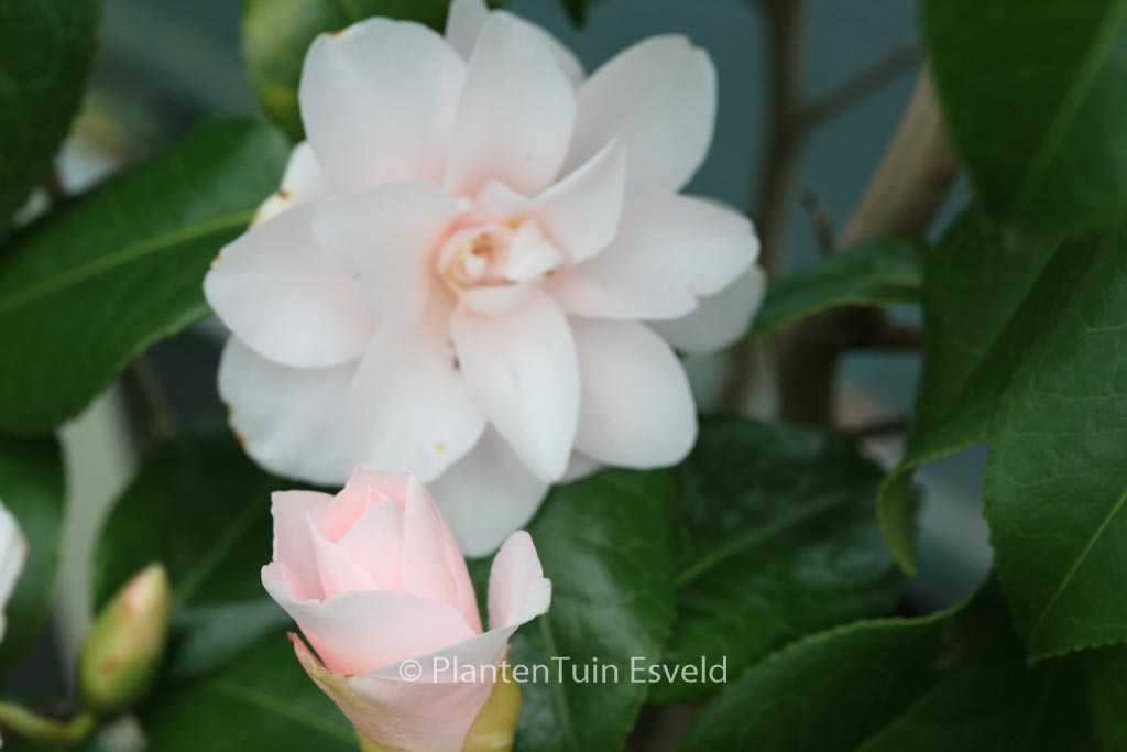 Camellia japonica 'Hagoromo' - Image 5