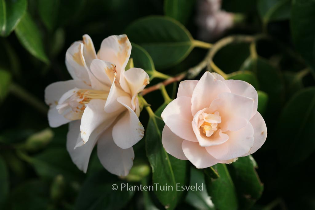 Camellia japonica 'Hagoromo' - Image 6