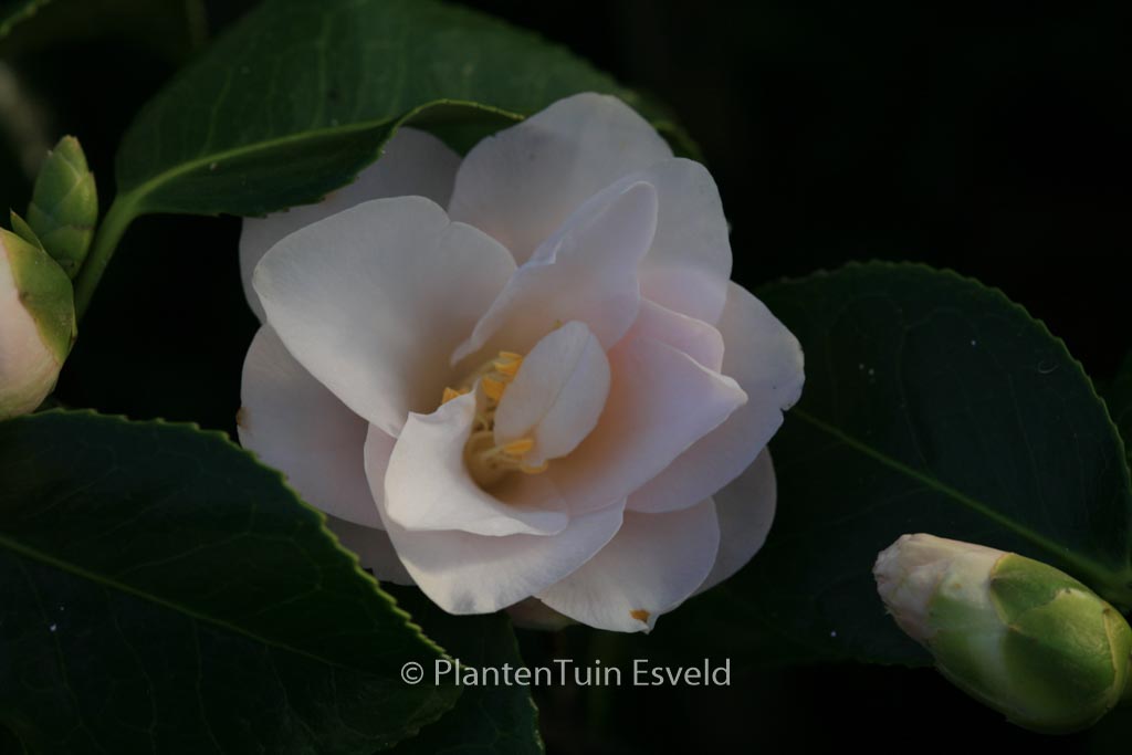 Camellia japonica 'Hagoromo' - Image 7