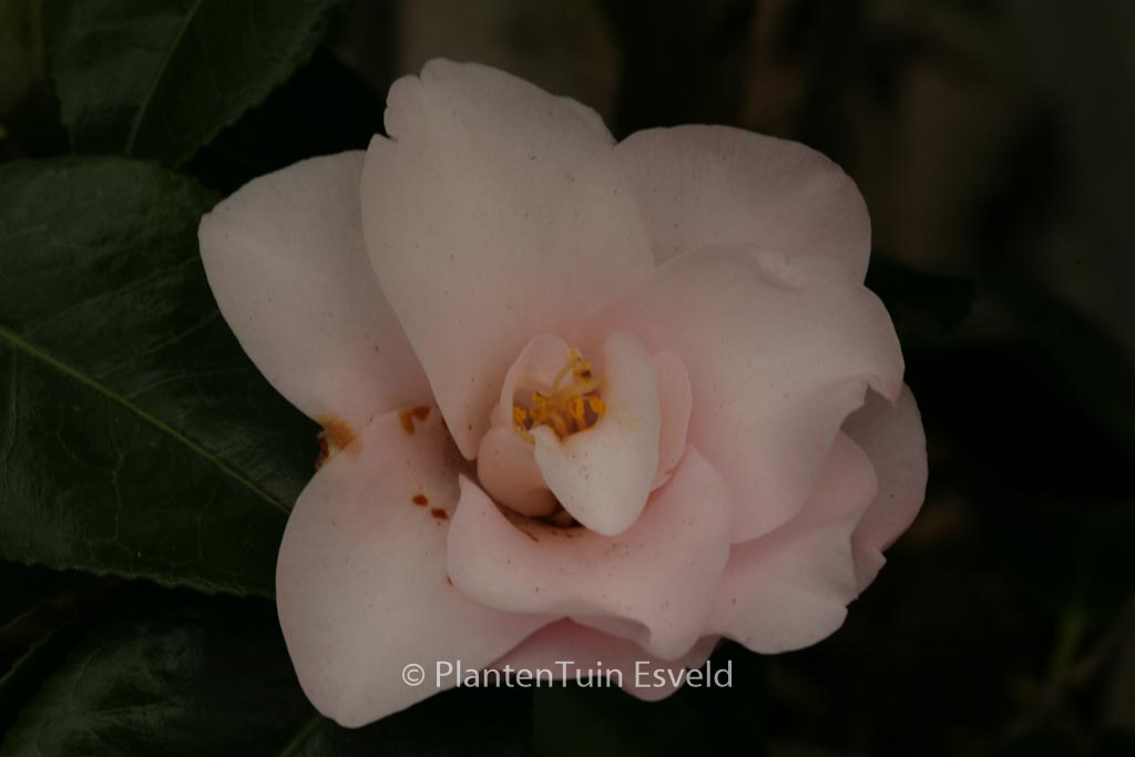 Camellia japonica 'Hagoromo' - Image 8