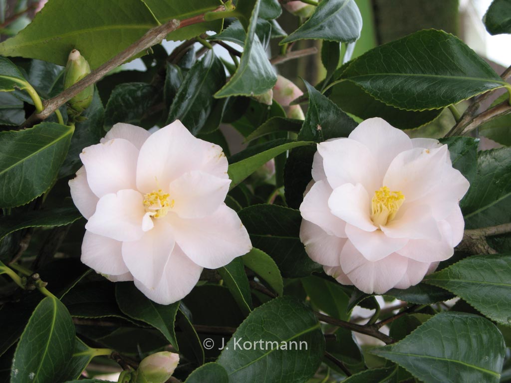 Camellia japonica 'Hagoromo'
