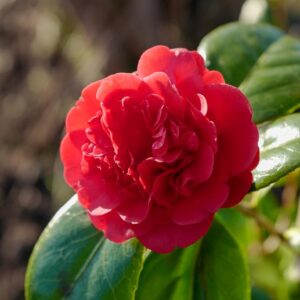 Camellia japonica 'Little Slam'