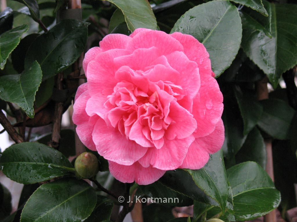 Camellia japonica 'Marie Bracey' - Image 2