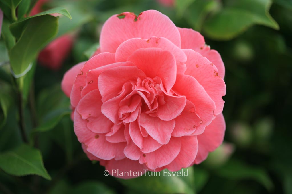 Camellia japonica 'Marie Bracey' - Image 3