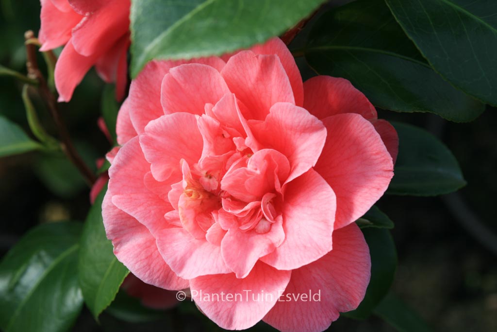 Camellia japonica 'Marie Bracey' - Image 4