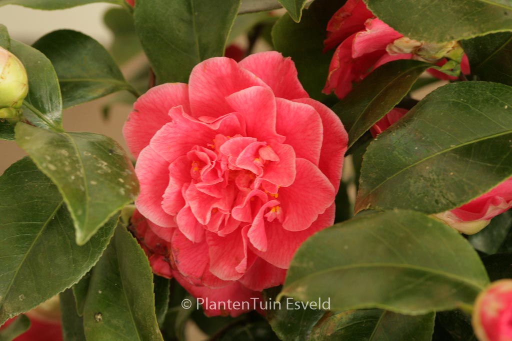 Camellia japonica 'Marie Bracey' - Image 5