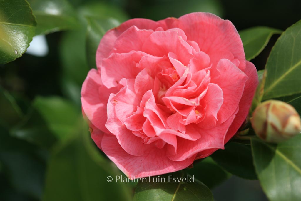 Camellia japonica 'Marie Bracey'