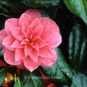 Camellia japonica 'Mathotiana'