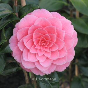 Camellia japonica 'Mrs. Tingley'