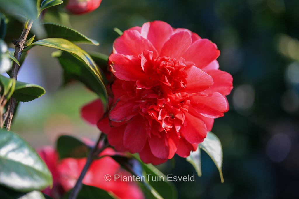 Camellia japonica 'Volcano' - Image 2