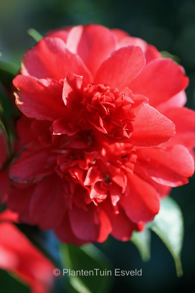 Camellia japonica 'Volcano' - Image 3