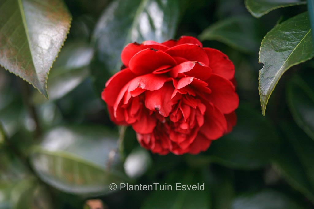 Camellia japonica 'Volcano' - Image 4