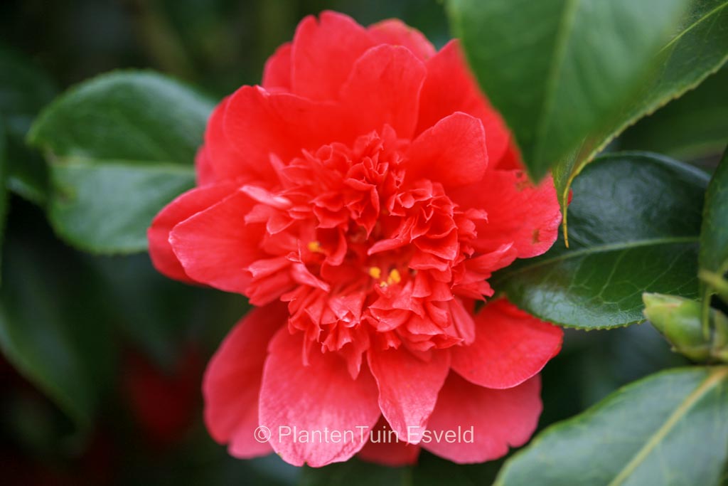 Camellia japonica 'Volcano' - Image 5
