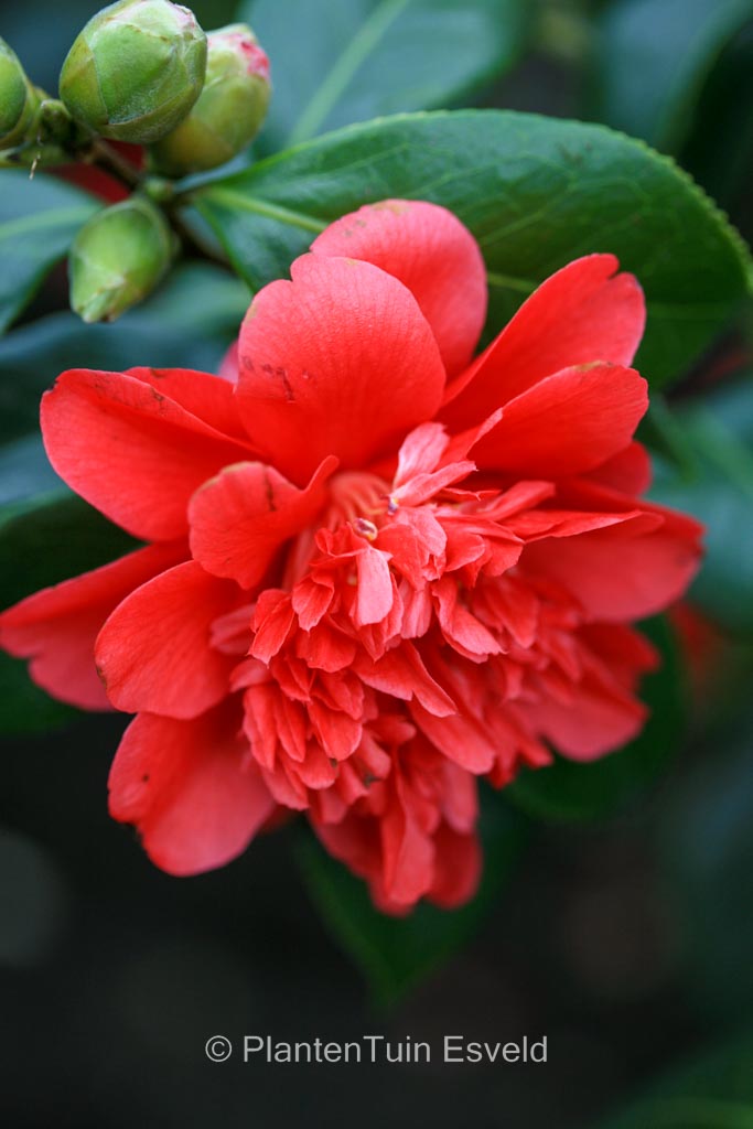 Camellia japonica 'Volcano' - Image 6