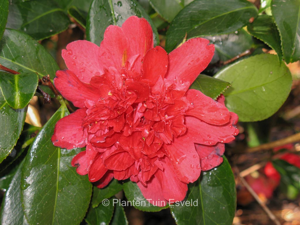 Camellia japonica 'Volcano' - Image 7