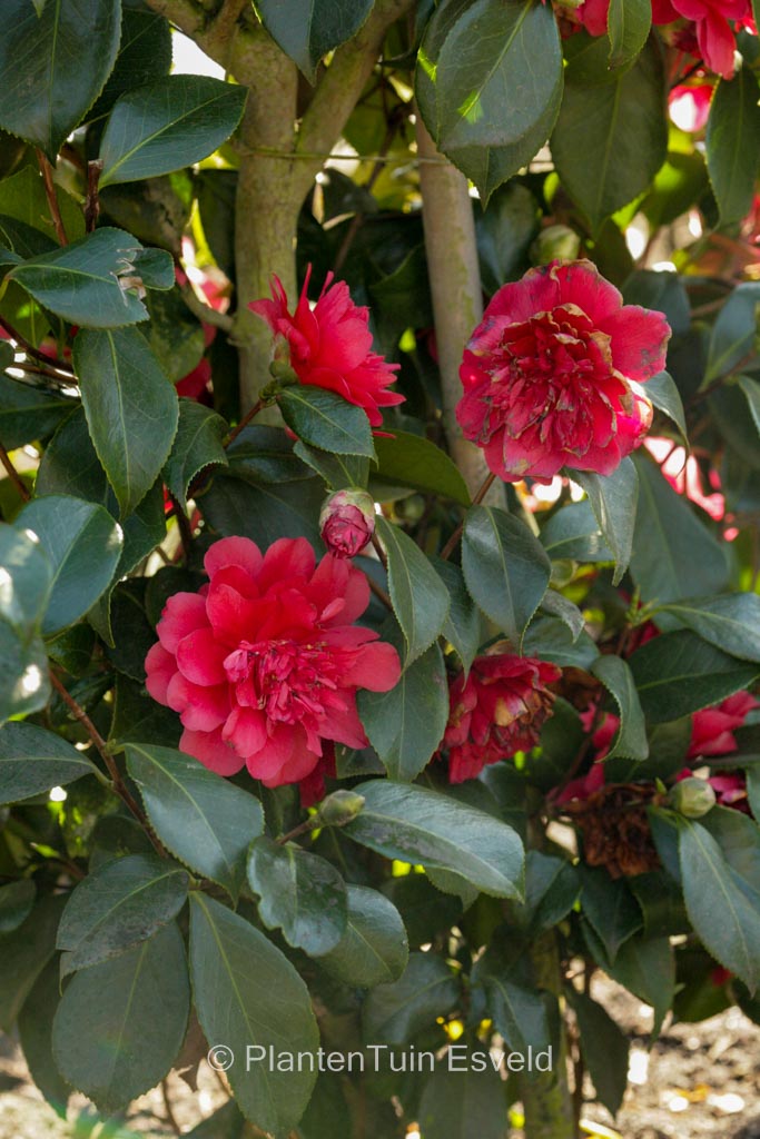 Camellia japonica 'Volcano' - Image 8