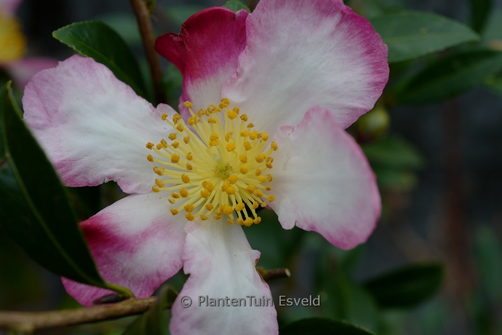 Camellia sasanqua 'Daishuhai' - Image 3