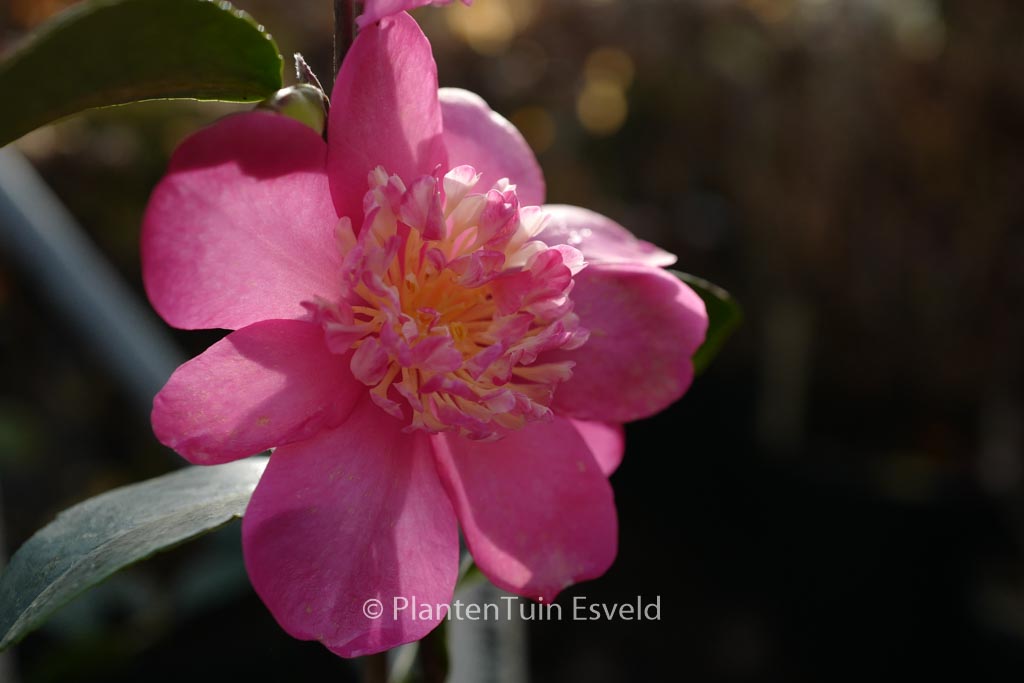Camellia sasanqua 'Paradise Belinda'