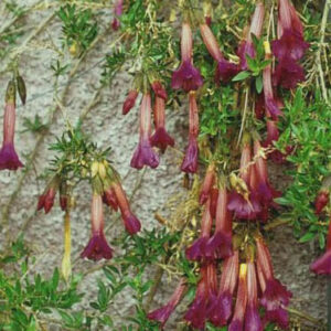 Cantua buxifolia