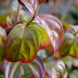Cornus 'Blooming Pink Tetra'