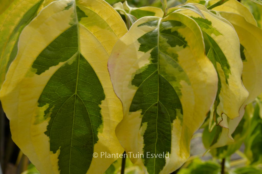 Cornus 'Celestial Shadow'