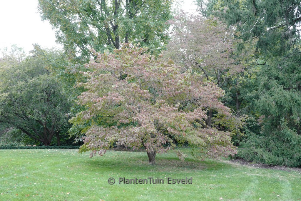Cornus florida - Image 8