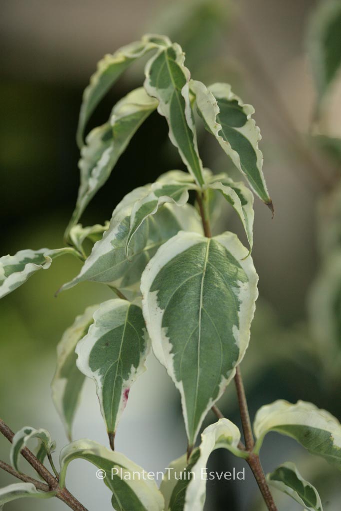 Cornus kousa 'Re Tivano'