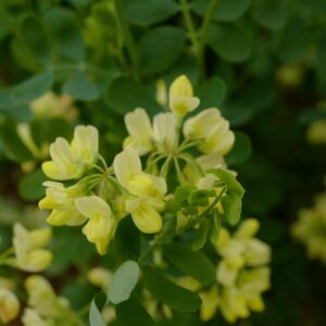Coronilla valentina 'Citrina'
