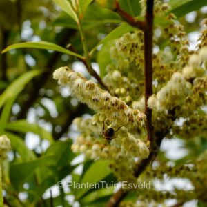 Elaeocarpus sylvestris