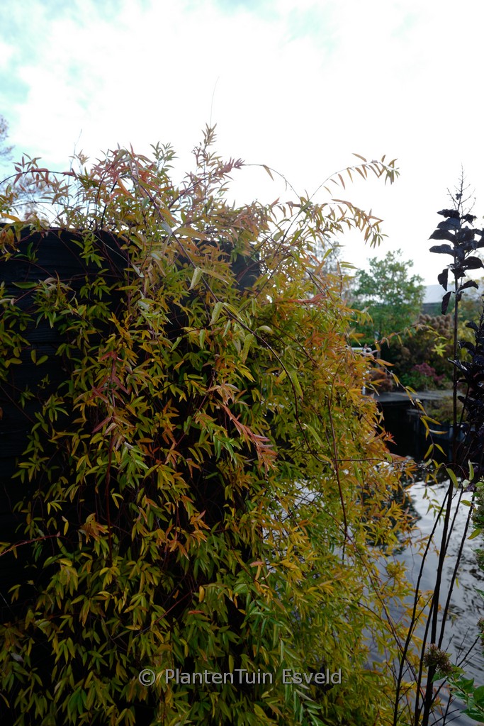 Gelsemium sempervirens - Image 3