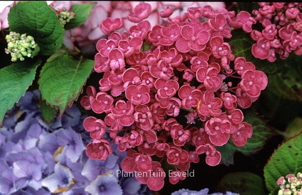 Hydrangea macrophylla 'Hopcorn' (HOVARIA) - Image 2