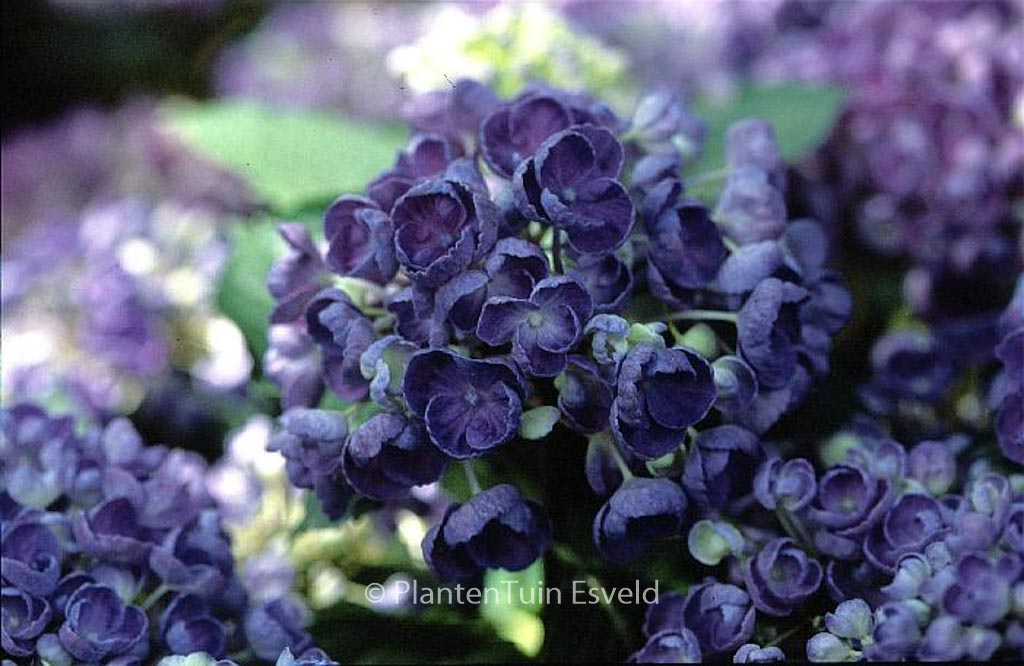 Hydrangea macrophylla 'Hopcorn' (HOVARIA) - Image 3