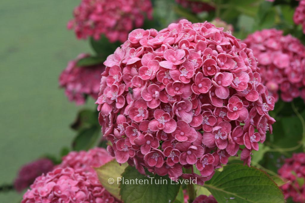 Hydrangea macrophylla 'Hopcorn' (HOVARIA) - Image 4