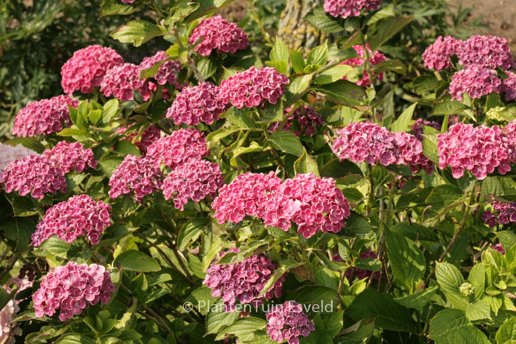 Hydrangea macrophylla 'Hopcorn' (HOVARIA) - Image 5