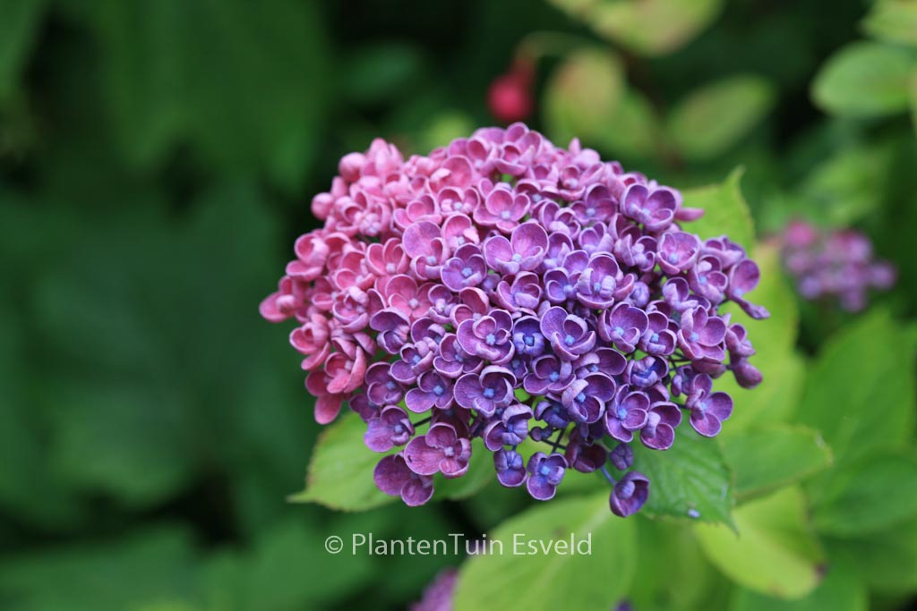 Hydrangea macrophylla 'Hopcorn' (HOVARIA) - Image 6